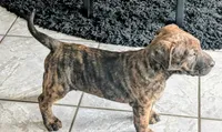Not Named   **SOLD**, a female Labrador Retriever for sale in Victorville, CA – 2 of 10