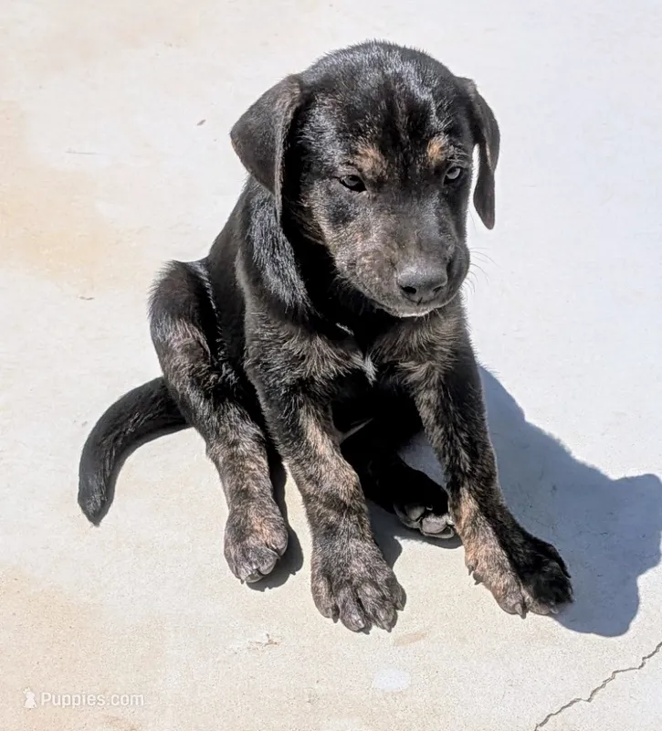 Not Named  – Labrador Retriever puppy for sale in Victorville, CA
