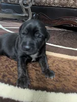 Not Named , a male Labrador Retriever for sale in Victorville, CA – 3 of 3