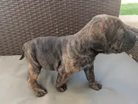 Not Named , a female Labrador Retriever for sale in Victorville, CA – 6 of 7