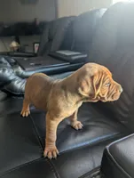 Not Named ** SOLD**, a female Chinese Shar-Pei and Labrador Retriever for sale in Victorville, CA – 3 of 4