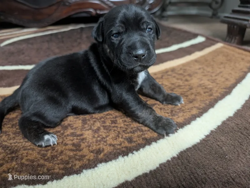 Not Named  – Labrador Retriever puppy for sale in Victorville, CA