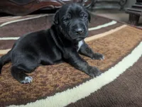 Not Named , a male Labrador Retriever for sale in Victorville, CA – 1 of 3
