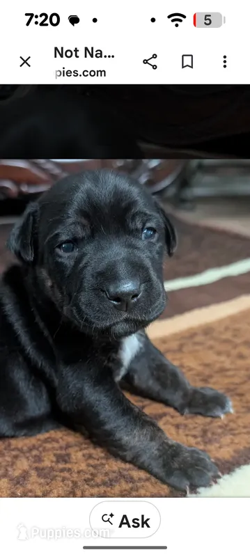 Not Named  – Labrador Retriever puppy for sale in Victorville, CA