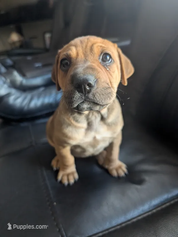 Not Named  – Chinese Shar-Pei, Labrador Retriever puppy for sale in Victorville, CA
