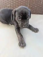 Not Named , a male Labrador Retriever for sale in Victorville, CA – 4 of 4