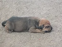 Not Named , a female Chinese Shar-Pei and Labrador Retriever for sale in Victorville, CA – 3 of 3