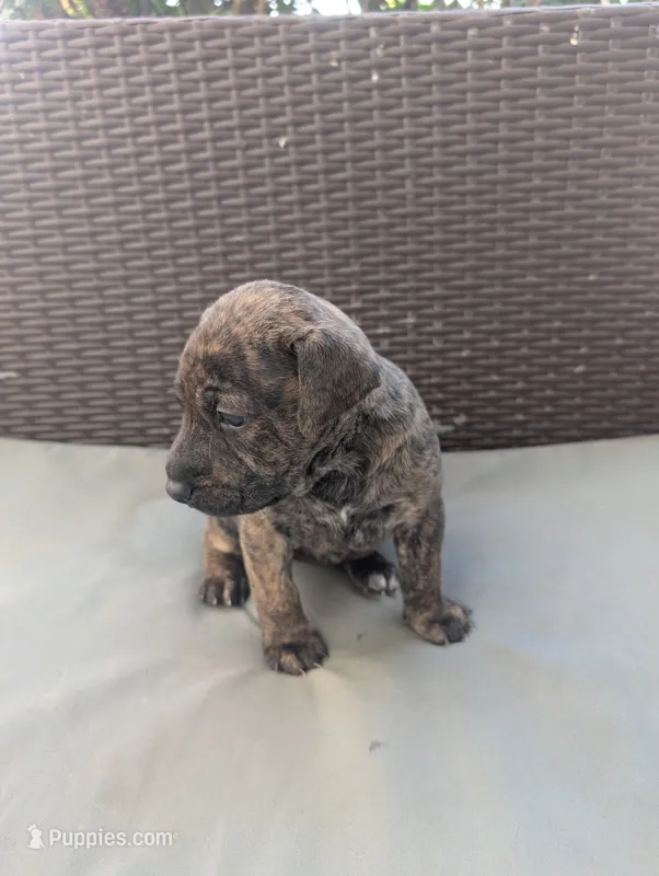 Not Named  – Labrador Retriever puppy for sale in Victorville, CA