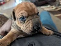 Not Named , a female Chinese Shar-Pei and Labrador Retriever for sale in Victorville, CA – 2 of 3