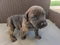 Not Named , a female Labrador Retriever for sale in Victorville, CA – 3 of 7