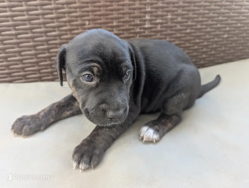 Not Named  – Labrador Retriever puppy for sale in Victorville, CA