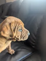 Not Named ** SOLD**, a female Chinese Shar-Pei and Labrador Retriever for sale in Victorville, CA – 2 of 4