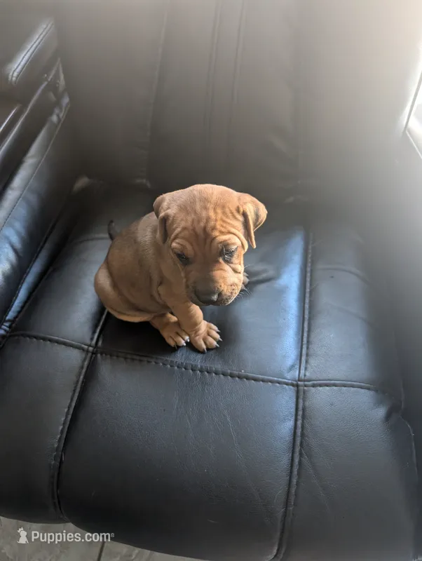Not Named  – Chinese Shar-Pei, Labrador Retriever puppy for sale in Victorville, CA