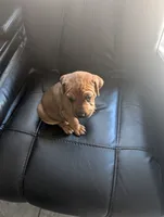 Not Named ** SOLD**, a female Chinese Shar-Pei and Labrador Retriever for sale in Victorville, CA – 4 of 4