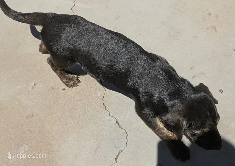 Not Named  – Labrador Retriever puppy for sale in Victorville, CA