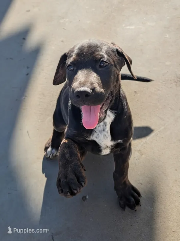 Not Named  – Labrador Retriever puppy for sale in Victorville, CA