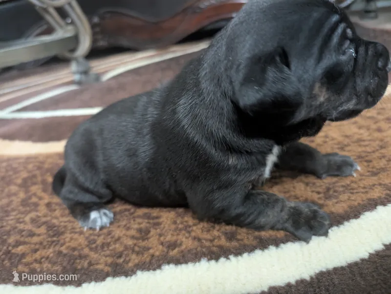 Not Named  – Labrador Retriever puppy for sale in Victorville, CA