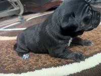 Not Named , a male Labrador Retriever for sale in Victorville, CA – 1 of 3