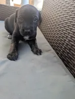 Not Named , a male Labrador Retriever for sale in Victorville, CA – 3 of 4
