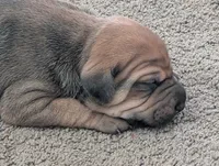 Not Named , a female Chinese Shar-Pei and Labrador Retriever for sale in Victorville, CA – 1 of 3