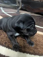 Not Named , a male Labrador Retriever for sale in Victorville, CA – 2 of 3