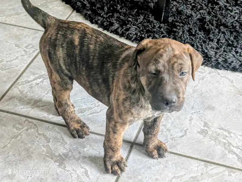 Not Named  – Labrador Retriever puppy for sale in Victorville, CA