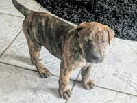 Not Named   **SOLD**, a female Labrador Retriever for sale in Victorville, CA – 3 of 10
