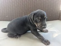 Not Named , a male Labrador Retriever for sale in Victorville, CA – 4 of 5