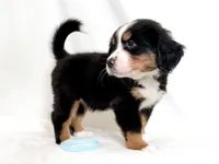 Little-Bo-Peep, a female Bernese Mountain Dog for sale in Warsaw, NY – 4 of 4