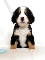 Bunson, a male Bernese Mountain Dog for sale in Warsaw, NY – 2 of 4