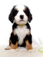 Lenny, a male Bernese Mountain Dog for sale in Warsaw, NY – 6 of 10