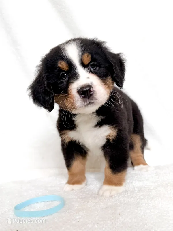 Little-Bo-Peep – Bernese Mountain Dog puppy for sale in Warsaw, NY