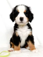 Lenny, a male Bernese Mountain Dog for sale in Warsaw, NY – 4 of 10