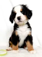 Lenny, a male Bernese Mountain Dog for sale in Warsaw, NY – 5 of 10