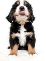 Yukon, a male Bernese Mountain Dog for sale in Warsaw, NY – 3 of 5