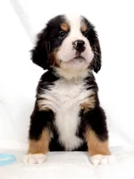 Bunson, a male Bernese Mountain Dog for sale in Warsaw, NY – 3 of 4
