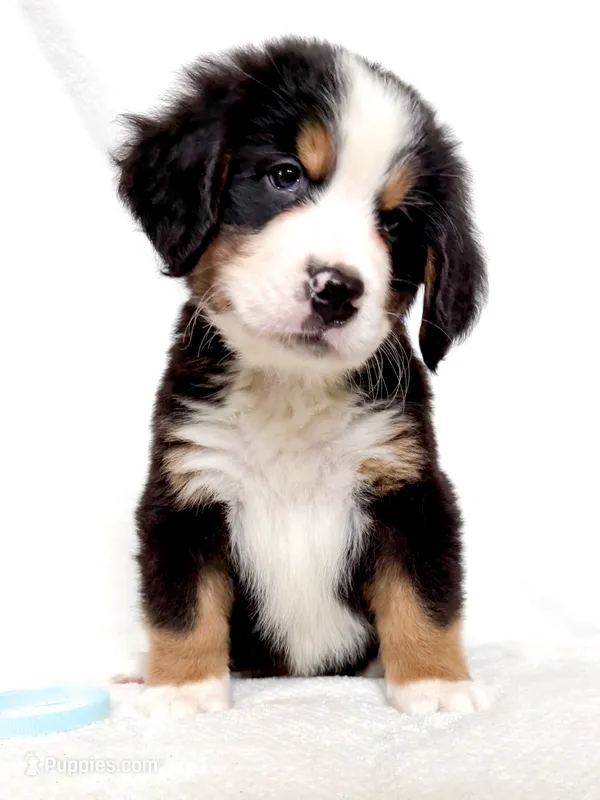 Bunson – Bernese Mountain Dog puppy for sale in Warsaw, NY