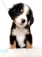Bunson, a male Bernese Mountain Dog for sale in Warsaw, NY – 1 of 4