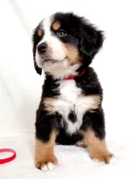 Scarlette, a female Bernese Mountain Dog for sale in Warsaw, NY – 3 of 4