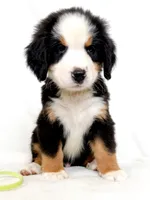 Lenny, a male Bernese Mountain Dog for sale in Warsaw, NY – 9 of 10