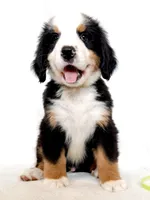 Lenny, a male Bernese Mountain Dog for sale in Warsaw, NY – 10 of 10