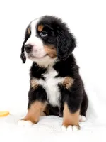 Yukon, a male Bernese Mountain Dog for sale in Warsaw, NY – 2 of 5