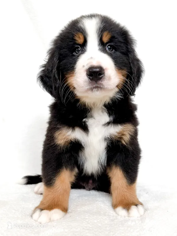 Yukon – Bernese Mountain Dog puppy for sale in Warsaw, NY