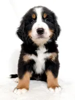 Yukon, a male Bernese Mountain Dog for sale in Warsaw, NY – 1 of 5