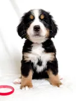 Scarlette, a female Bernese Mountain Dog for sale in Warsaw, NY – 4 of 4