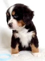 Little-Bo-Peep, a female Bernese Mountain Dog for sale in Warsaw, NY – 3 of 4