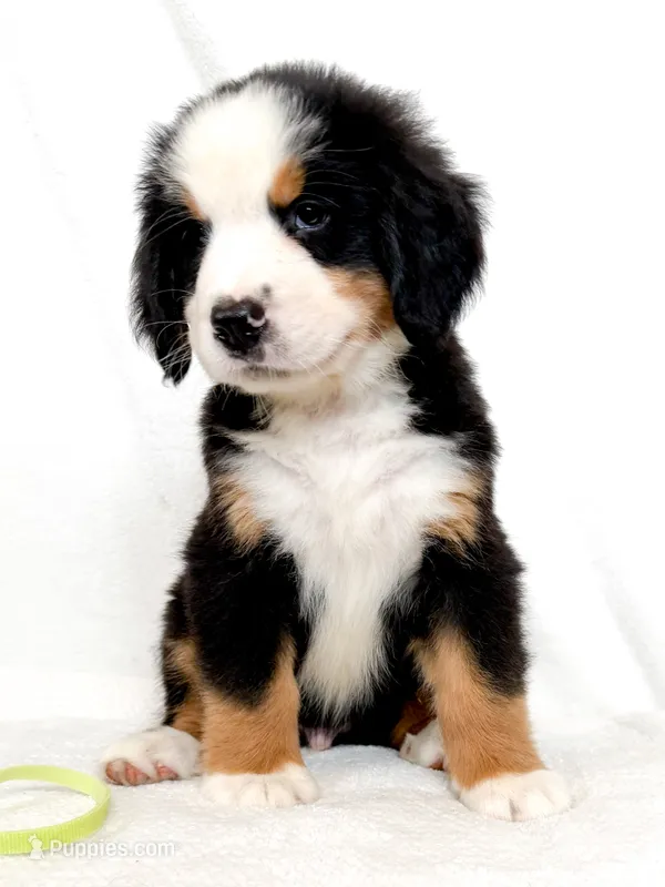 Lenny – Bernese Mountain Dog puppy for sale in Warsaw, NY