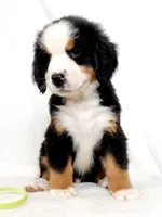Lenny, a male Bernese Mountain Dog for sale in Warsaw, NY – 1 of 10
