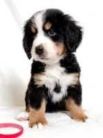 Scarlette, a female Bernese Mountain Dog for sale in Warsaw, NY – 2 of 4