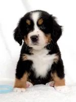 Little-Bo-Peep, a female Bernese Mountain Dog for sale in Warsaw, NY – 2 of 4